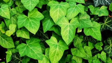 Genç yeşil sarmaşık yaprakları rüzgarda yavaşça hareket ediyor. Hedera sarmalı