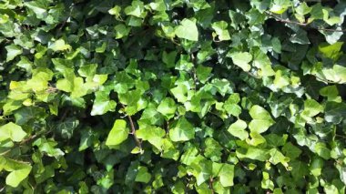 Natural background with leaves (ivy, hedera helix)