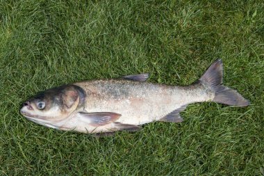 Koca kafalı sazan balığı taze yeşil çimlerin üzerinde yatıyor.
