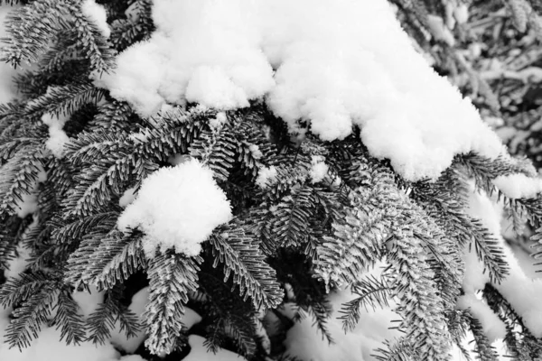 Schneebedeckte Tannenzweige Kalten Wintertag Nach Schneefall Schwarz Weiß Getönte Landschaft — Stockfoto
