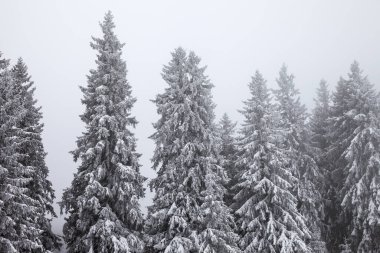 Kardan sonra karla kaplı köknar ormanı ve kış günü sisli gri gökyüzü. Karpat Dağları, Ukrayna.