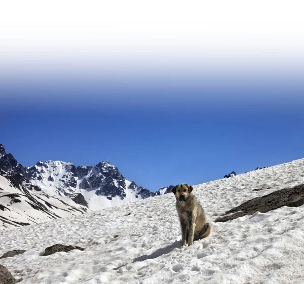 Весной Собака Снежных Горах Турция Качкарские Горы Самая Высокая Часть — стоковое фото