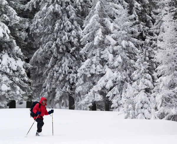 在降雪后的灰蒙蒙的冬日 在白雪覆盖的森林的雪坡上徒步旅行 乌克兰喀尔巴阡山脉 — 图库照片