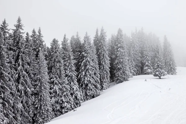 冰雪覆盖的云杉森林被雾覆盖 雪坡覆盖 在降雪后的灰蒙蒙的冬日可以自由驰骋 乌克兰喀尔巴阡山脉的圣诞假期 — 图库照片