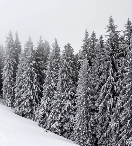 Gefrorener Schneebedeckter Fichtenwald Nebel Und Schneebedeckter Hang Grauen Wintertag Nach — Stockfoto