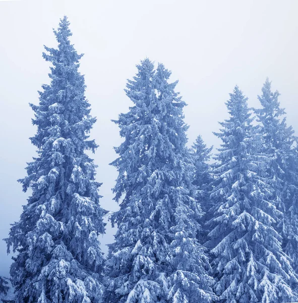 Bevroren Besneeuwde Dennenbomen Magisch Bos Sneeuwval Lucht Mist Bij Wind — Stockfoto
