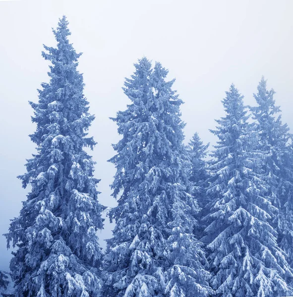 Frysta Snötäckta Granar Magisk Skog Efter Snöfall Och Himmel Dimma — Stockfoto