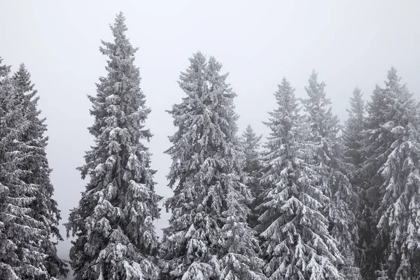 Bevroren Besneeuwde Dennenbos Sneeuwval Grijze Lucht Waas Winterdag Karpaten Oekraïne — Stockfoto