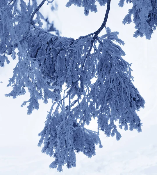 降雪後の寒い夜には冬の森の中で雪に覆われたスプルースの枝を間近で見ることができます 調色風景 — ストック写真