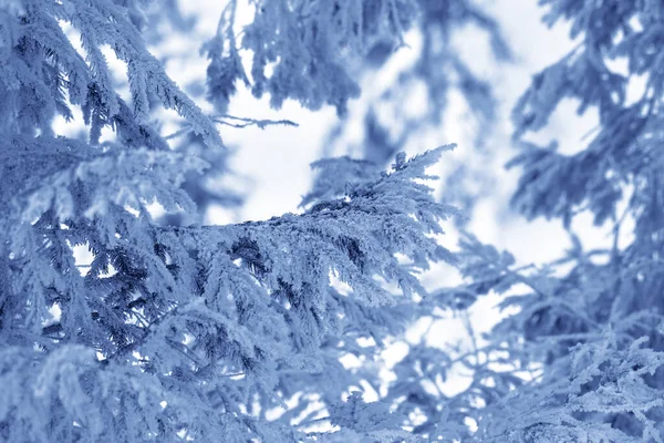 Mroźne Gałęzie Świerku Zimowym Lesie Zimnym Wieczorem Opadach Śniegu Krajobraz — Zdjęcie stockowe