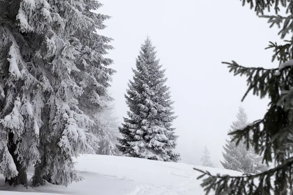 冬の日は雪が積もると雪に覆われたスプルースの森 霧に包まれた灰色の空 カルパティア山脈 ウクライナ — ストック写真