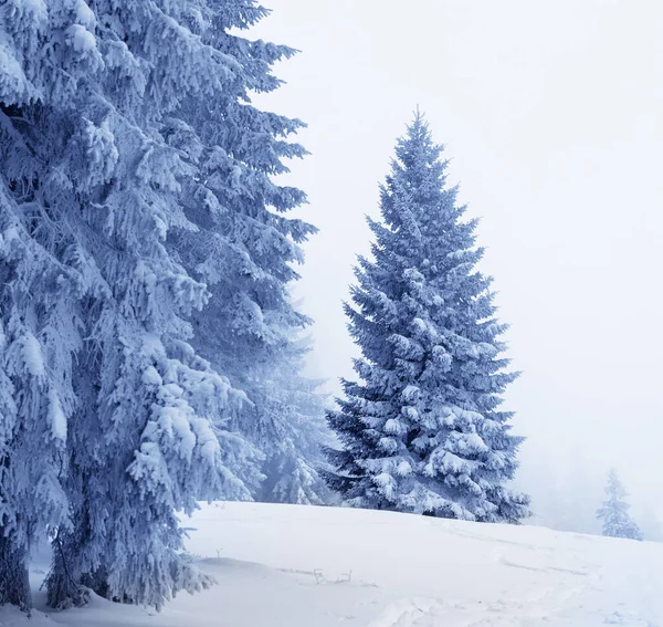 冬の日に雪と霧の中で灰色の空の後に魔法の森の中で凍結雪に覆われたモミ カルパティア山脈 ウクライナ クリスマスと新年の背景 調色風景 — ストック写真