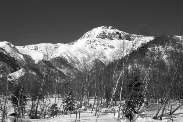 Güneşli Kış Gününde Karlı Dağlar Orman Kafkas Dağları Dombay Bölgesi — Stok fotoğraf