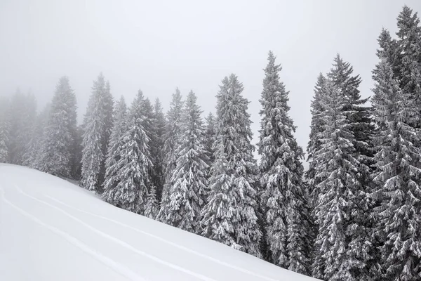 Fagyasztott Havas Fenyőerdő Ködben Havas Lejtőn Szürke Téli Napon Hóesés — Stock Fotó