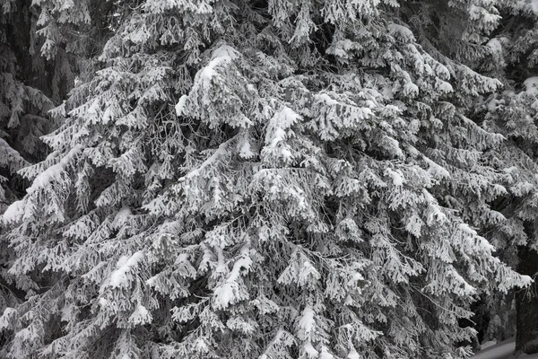 降雪後の冬の森の中のモミの木の雪に覆われた霜の枝 — ストック写真