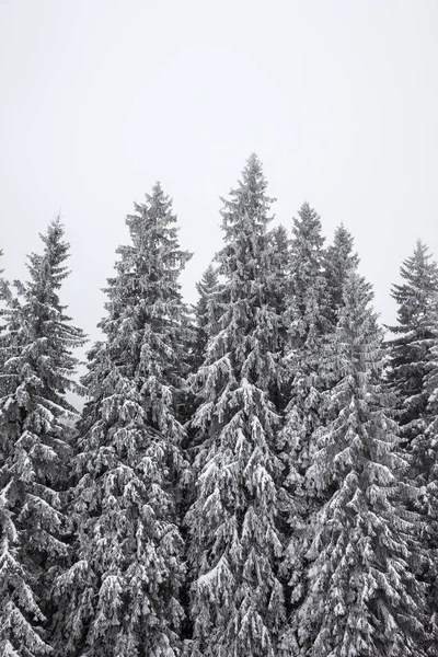 Floresta Abeto Coberta Neve Congelada Depois Nevasca Céu Cinza Neblina — Fotografia de Stock