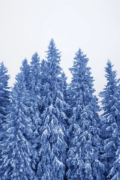 冬は積雪後の雪に覆われた魔法のモミの森と霞の中の灰色の空 カルパティア山脈 ウクライナ 調色風景 — ストック写真