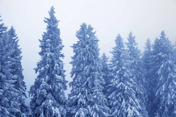 冰雪覆盖的冷杉在魔法森林里 在降雪后 天空在冬日的薄雾中 乌克兰喀尔巴阡山脉 密布的风景 — 图库照片