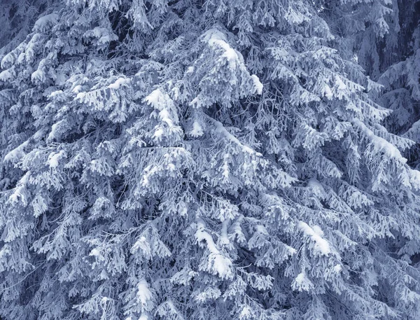 雪の後の冬の森の中でモミの木の雪に覆われた霜の枝 冬の背景 — ストック写真