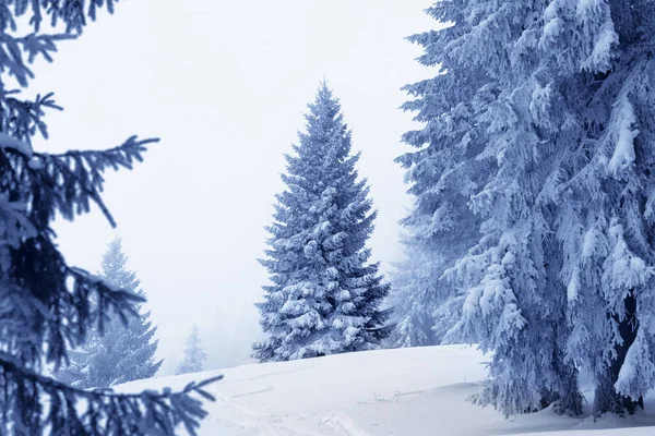 冬の日には雪と霧の中で灰色の空の後に凍結雪で覆われた魔法の森 カルパティア山脈 ウクライナ クリスマスと新年の背景 調色風景 — ストック写真