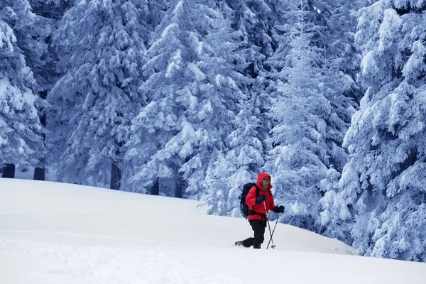 Escursionista Strada Sul Pendio Con Neve Appena Caduta Nella Foresta — Foto Stock