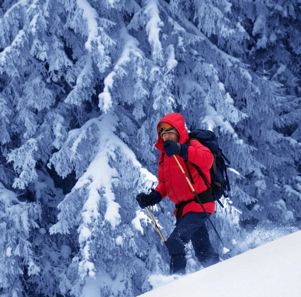 Backpacker Makes His Way Snowy Slope Snow Covered Magic Forest — Stock Photo, Image