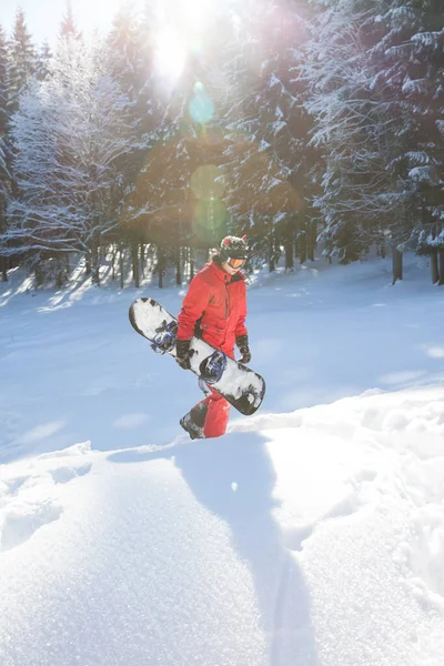 Freerider Med Snowboard Händerna Vid Snöig Granskog Solvinterdagen Julhelger Karpaterna — Stockfoto