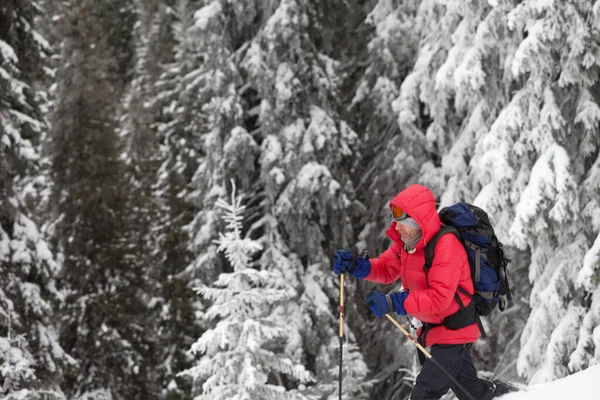 Túrázó Teszi Utat Havas Lejtőn Hófödte Erdőben Télen Nap Hóesés — Stock Fotó