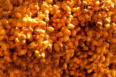 Sunlit sunches of ripening fruit of date palm, Phoenix dactylifera