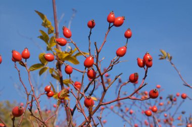 Branch of wild dog rose with ripe berry and blue sky at background at sunny day