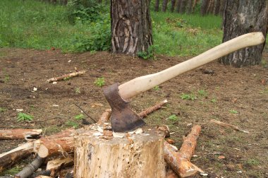 Ax in stump on clearing in pinewood at sun summer day