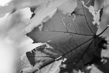Maple tree with leaves in autumn forest at nice sunny day. Close-up view. Black and white toned image.