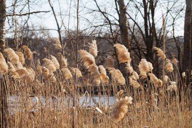 Dry canebrake (Phragmites australis) with seed head in forest near river at sunny day