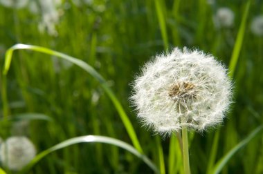Blooming dandelion seedhead on green meadow at sunny summer day