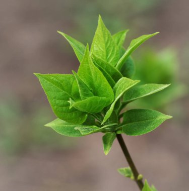 Spring twig with young green leaves. Close-up view.