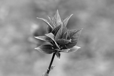 Spring twig with young leaves. Black and white toned image.