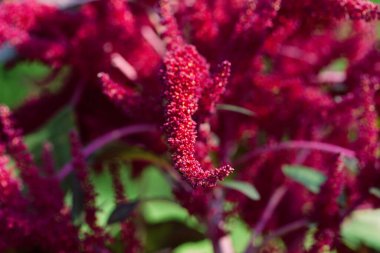 Branch of flowering amaranth at sunny summer day in meadow. Selective focus.
