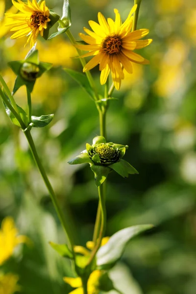 Blooming Yellow Flowers Sunflower Aster Family Green Meadow Sunny Summer — Fotografia de Stock