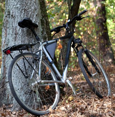 Sonbahar ormanında bisiklet güzel güneşli bir günde meşe ağacının yanında.