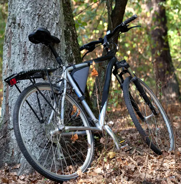 Sonbahar ormanında bisiklet güzel güneşli bir günde meşe ağacının yanında.