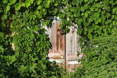 Old wooden door with vintage rusty metal lock, green leaves of wild vine (virginia creeper) and nettle at sunny summer day