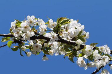 Sunlit blooming branch of fruit tree and clear blue sky at background on sunny day. Flowering plant in the rose family Rosaceae, genus Prunus