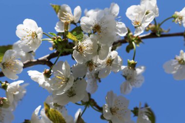 Sunlight blooming branch of fruit tree and clear blue sky at background on sunny day. Flowering plant in the rose family Rosaceae, genus Prunus. Wild cherry.