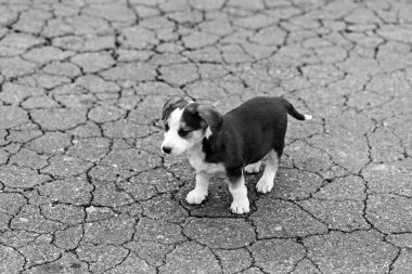 Lonely sad puppy on cracked ground. Black and white toned image.
