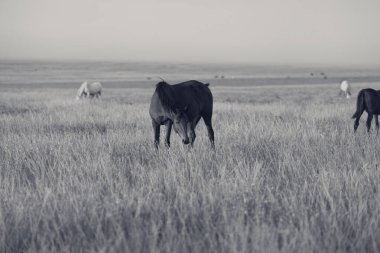 Herd of horses grazing in evening pasture at summer sunset. Black and white retro toned landscape.