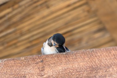 Baby bird of swallow sits on sunlit wooden beam under roof and scratches his head