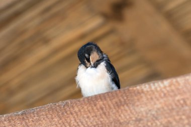 Swallow baby bird sits and sleeps on sunlit wooden beam under roof