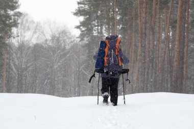 Backpacker with big backpack and self-made wooden walking sticks makes his way in snowy pine forest at winter snowfall. Remote location.