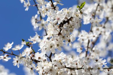 Güneşli bir günde, arka planda küçük çiçekler, yapraklar ve mavi gökyüzü olan meyve ağacından günışığı dalları. Gül familyası Rosaceae, Prunus cinsinde çiçek açan bitki. Gerçek kiraz.