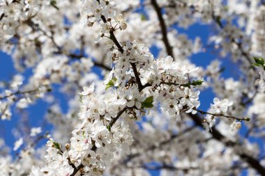Sunlit blossom branches of fruit tree with small flowers and leaves and blue sky on sun day. Flowering plant in the rose family Rosaceae, genus Prunus. Wild cherry